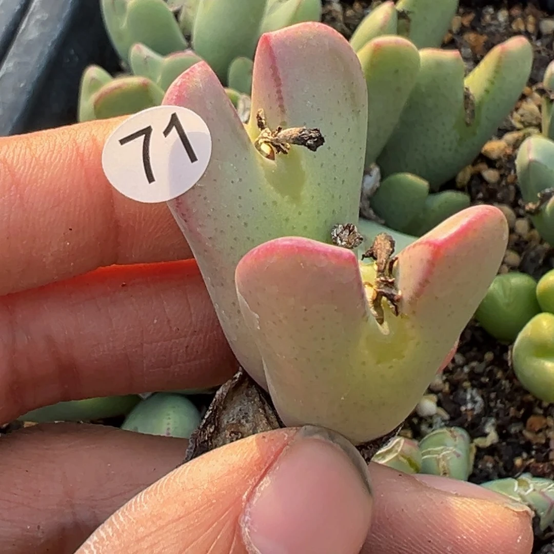 多肉植物111111111111