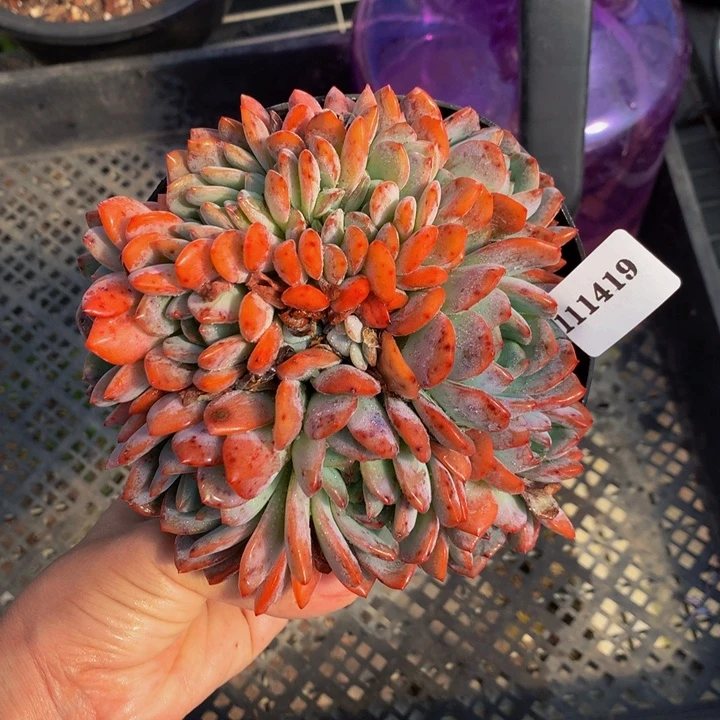111419全明星朵朵嗯嗯