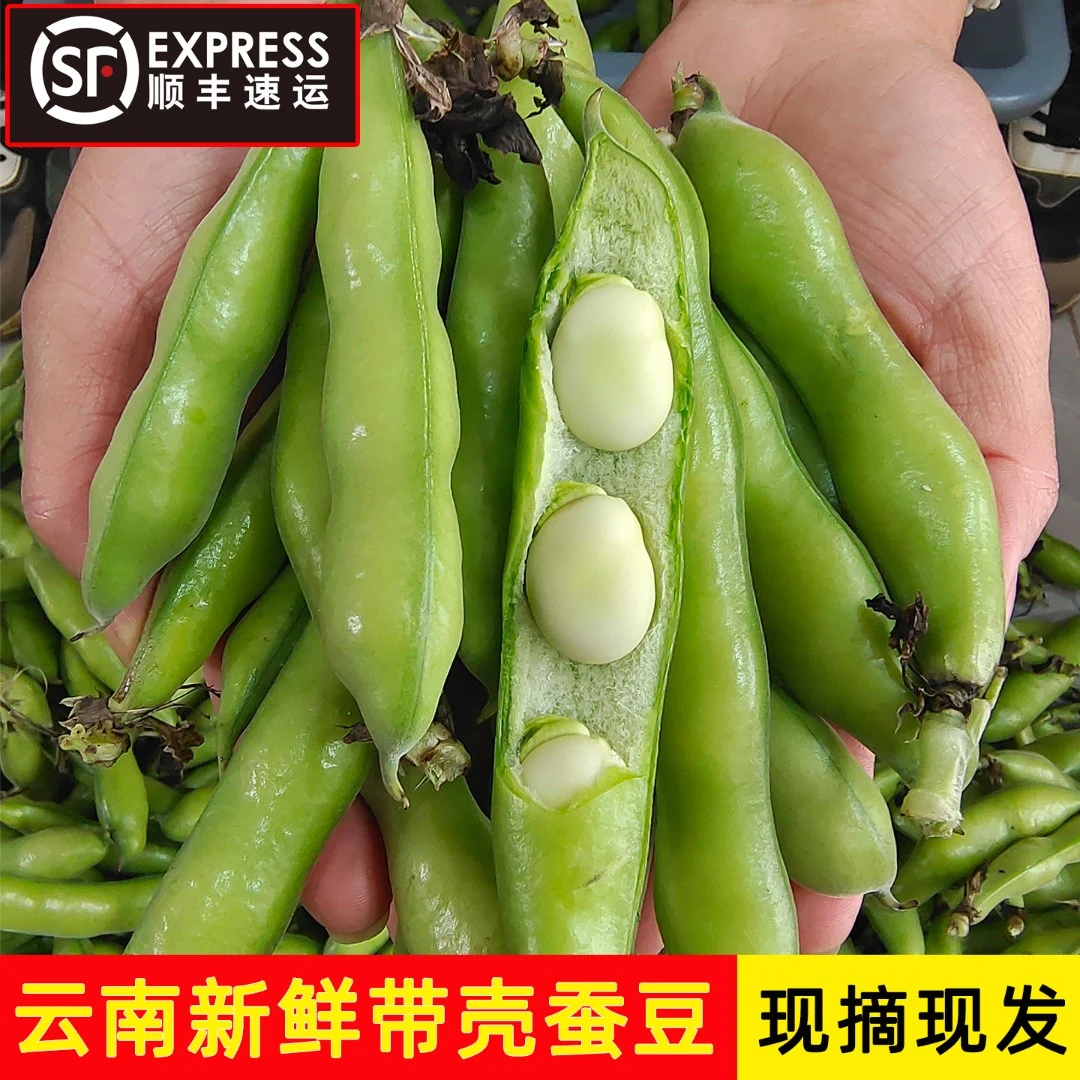 【顺丰到家】云南新鲜带壳蚕豆农家自种蚕豆胡豆罗汉豆现摘嫩绿心
