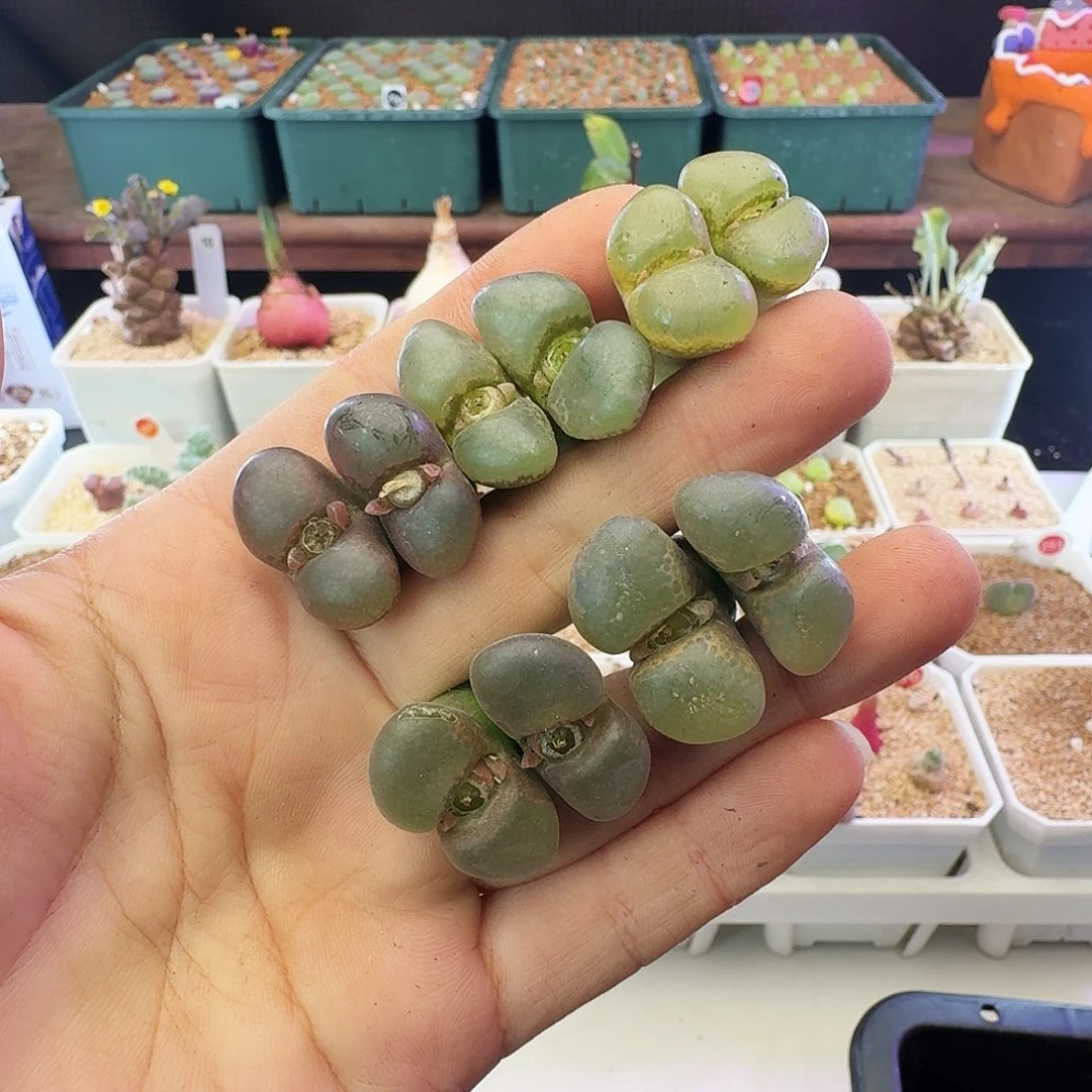 多肉植物宽翻透窗选拔紫罗兰风铃120