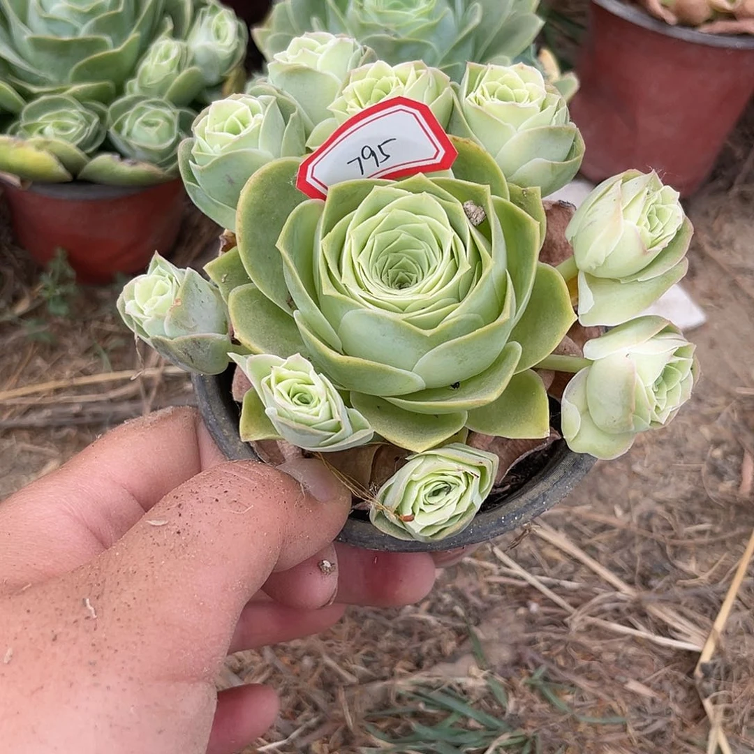 山地玫瑰多肉 795
