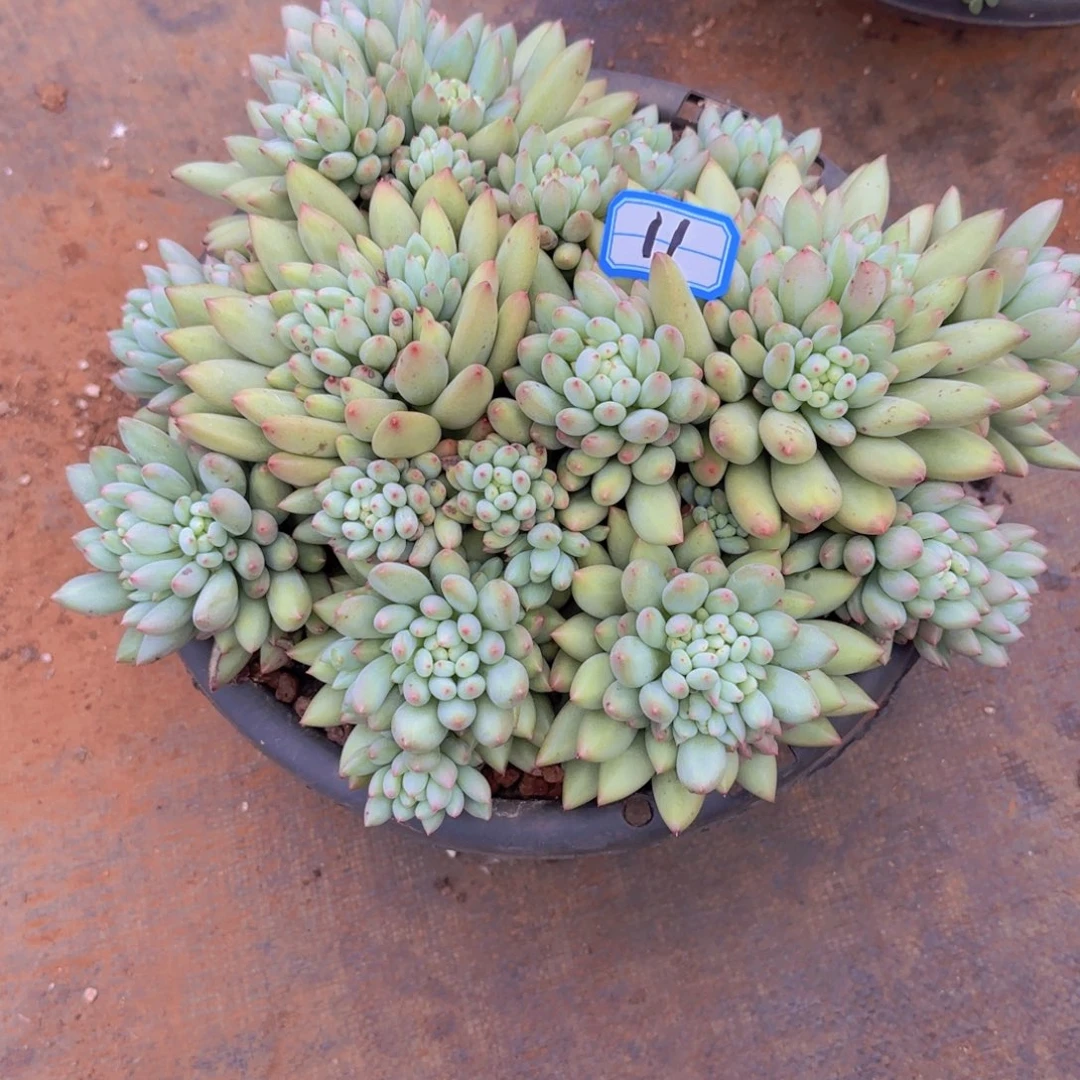 11云字多肉植物的