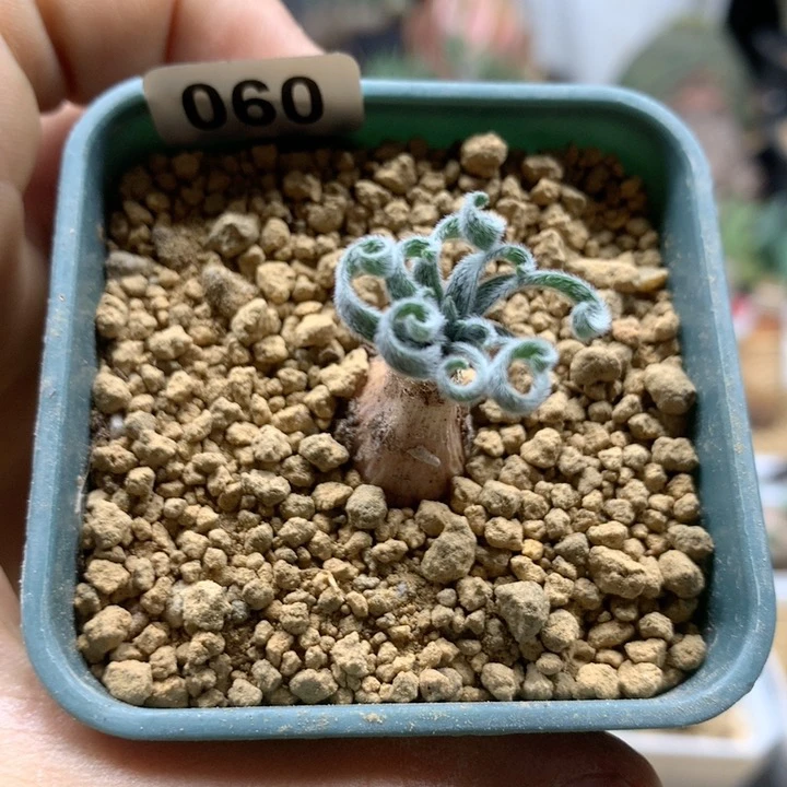 G属毛蚊香带盆060