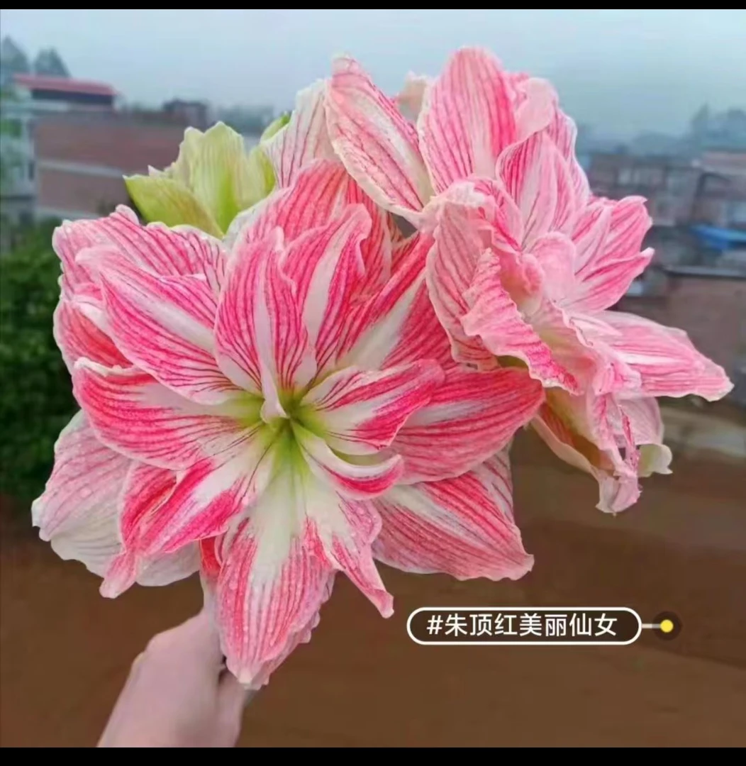 2颗）漂亮女神朱顶红5-6厘米