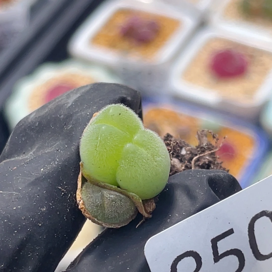 无花朵田*儿8503-一物一拍