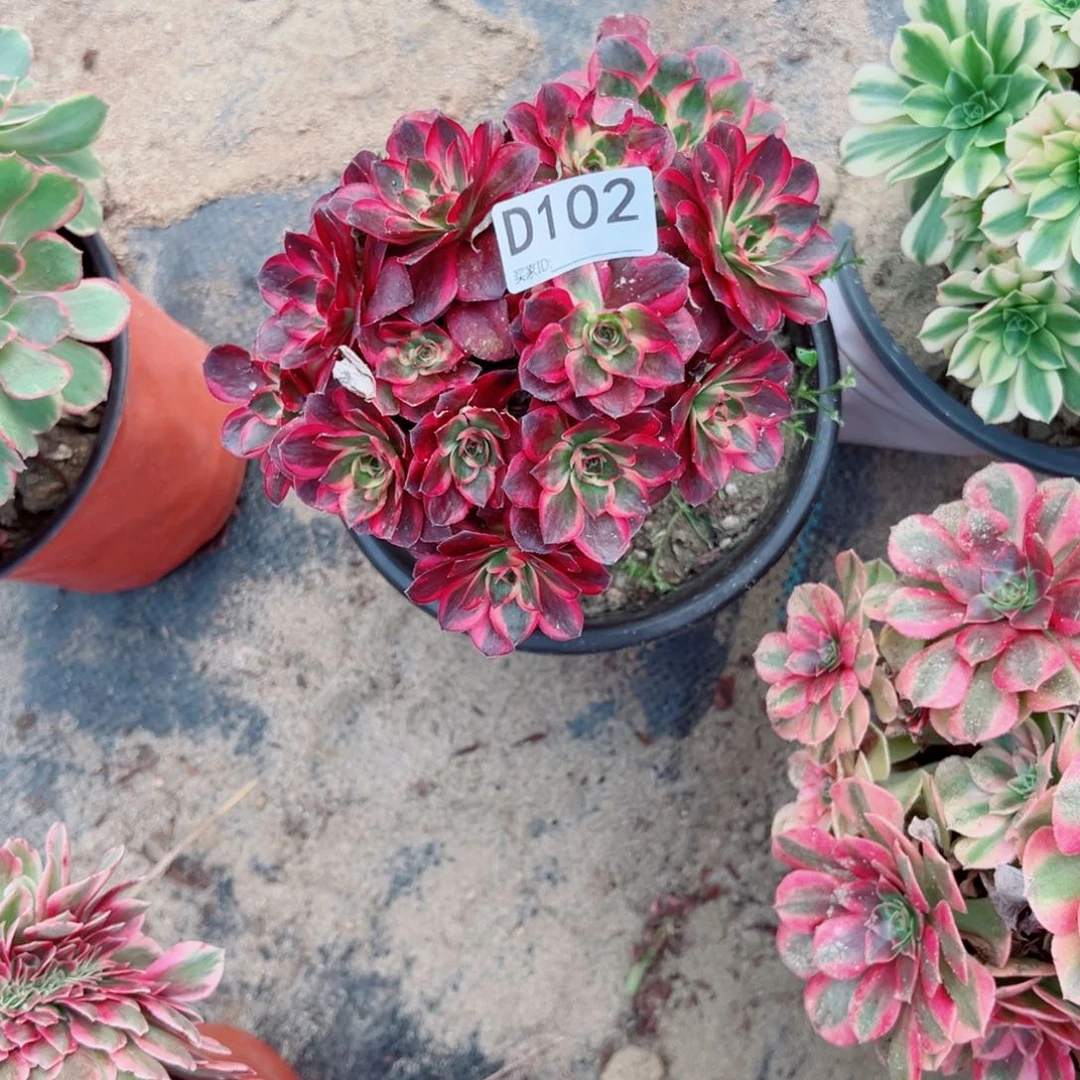 102纳福多肉植物法师多肉