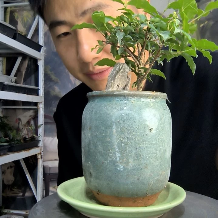小**柒中青园艺一物一拍156