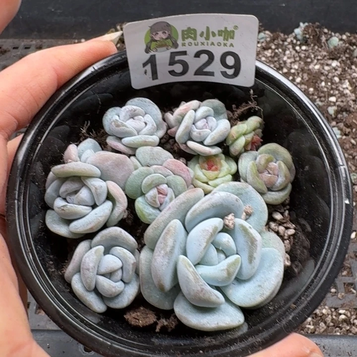 多肉植物多肉植物