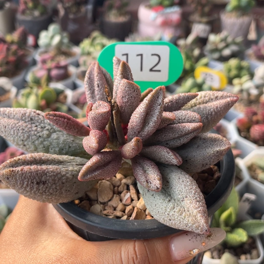 c****m        巨型黑酱。