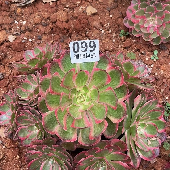 099云荷朵朵发发发