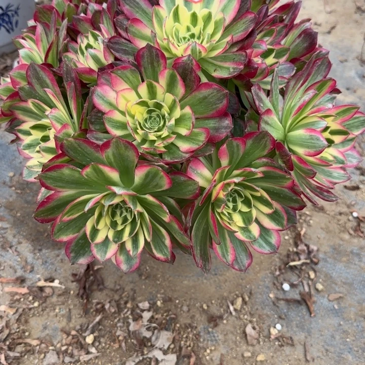 3-68海王多肉不包售后