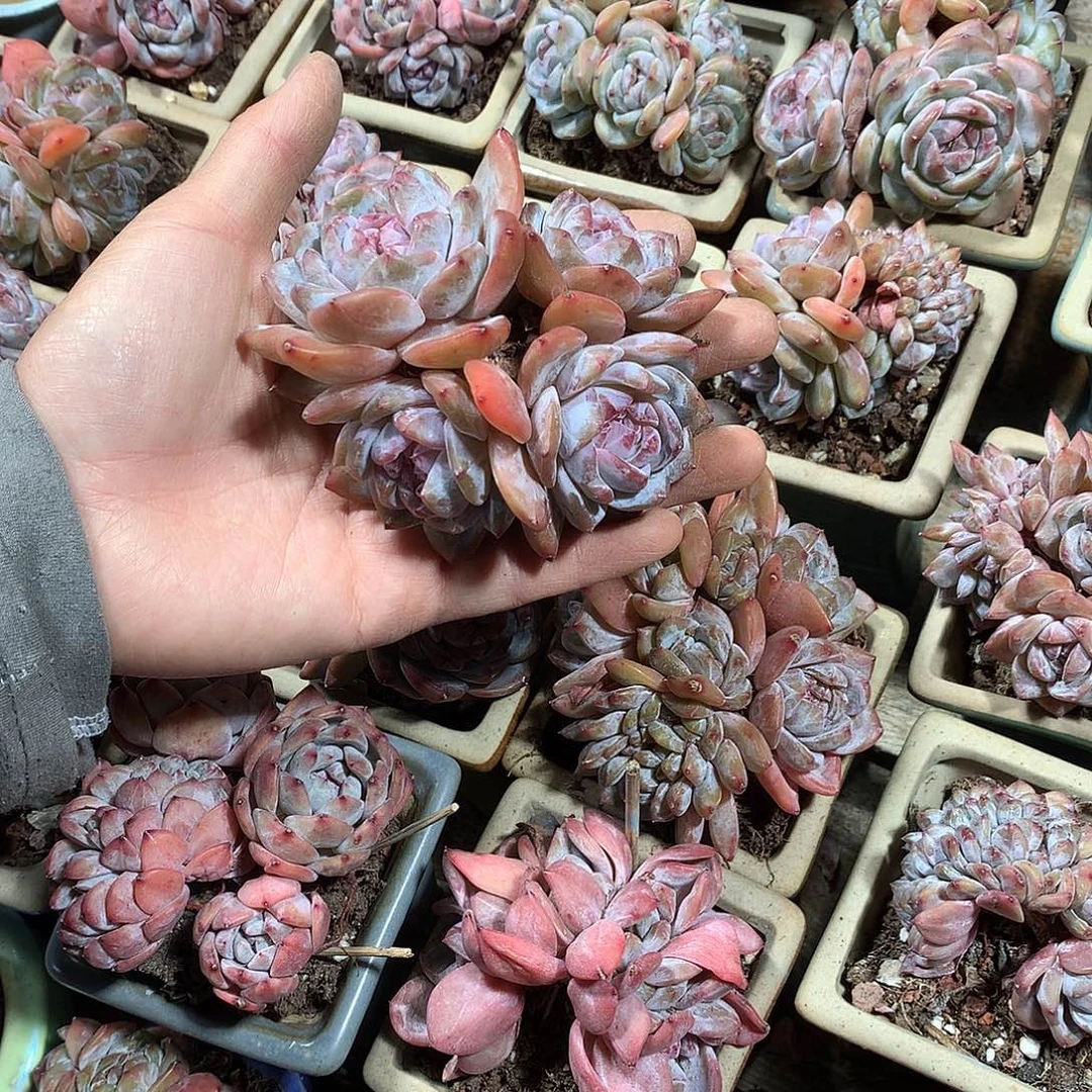 4头带3崽哈哈哈哈哈哈哈