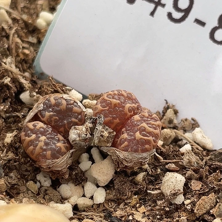 9-89泡泡勋章多肉植物