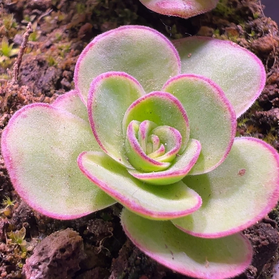 陈陈920青衣x各种