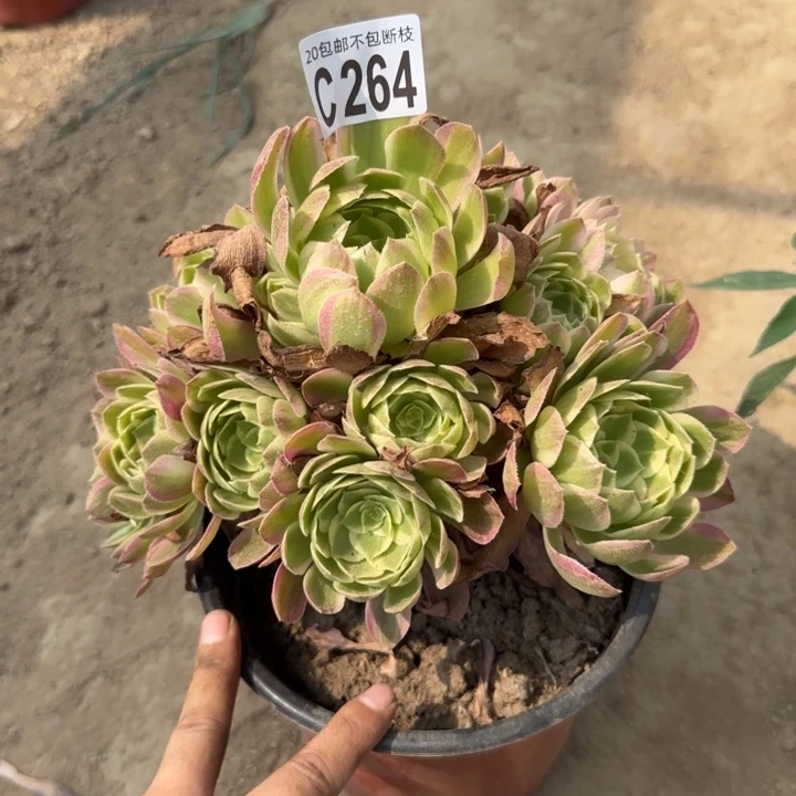 海王……多肉植物……