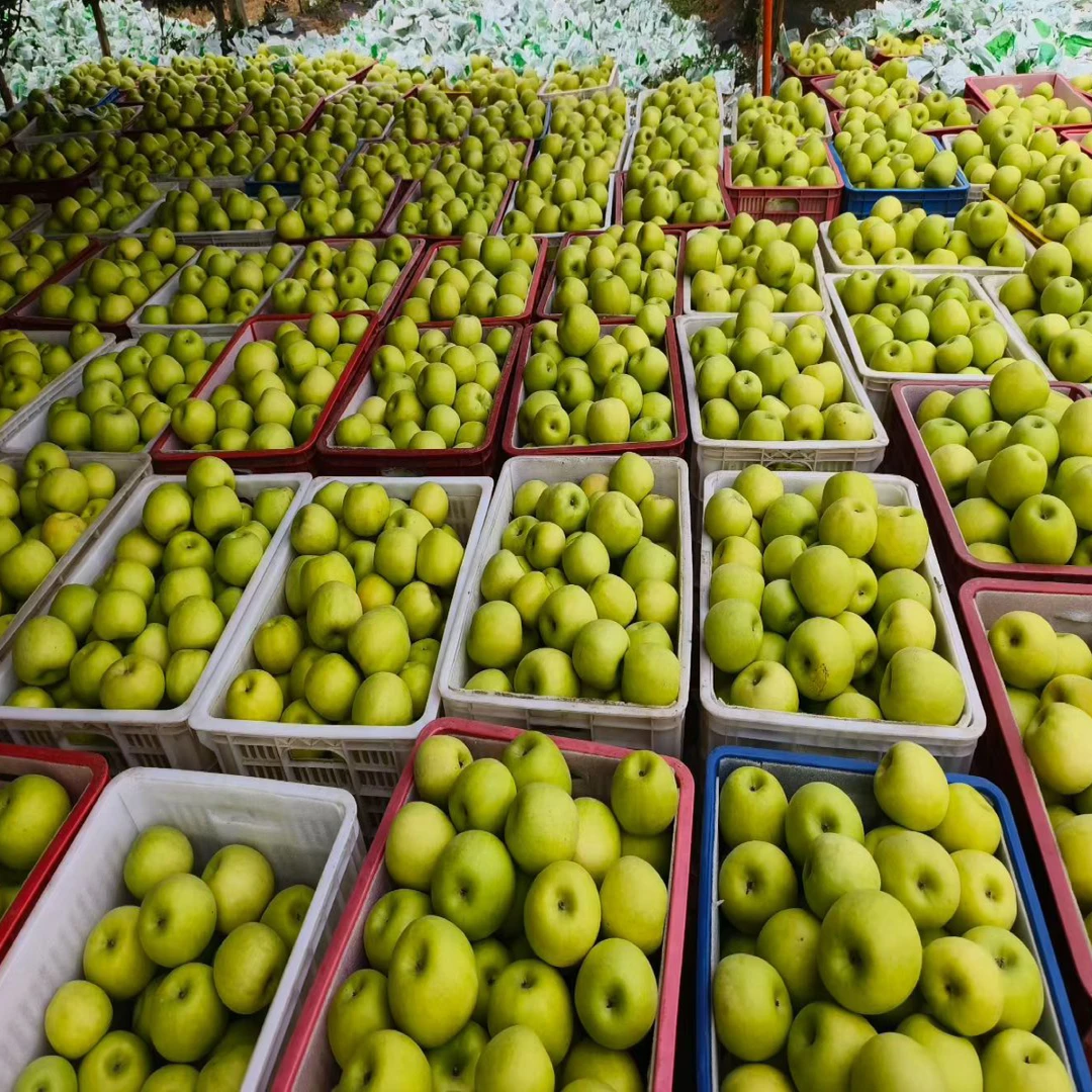 白水纯甜瑞雪2级果