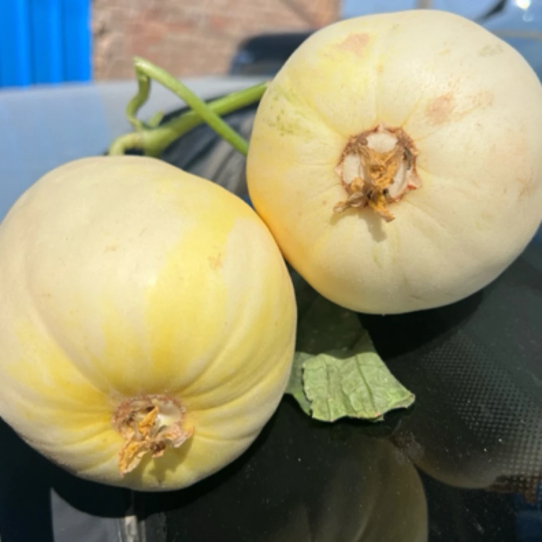 陕西老品种白兔娃带皮吃 爆甜脆甜香妃蜜罐甜瓜星甜脆瓜5斤