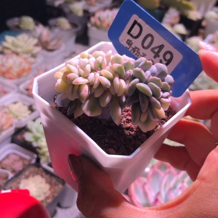 雪精灵覆轮锦缀化有根