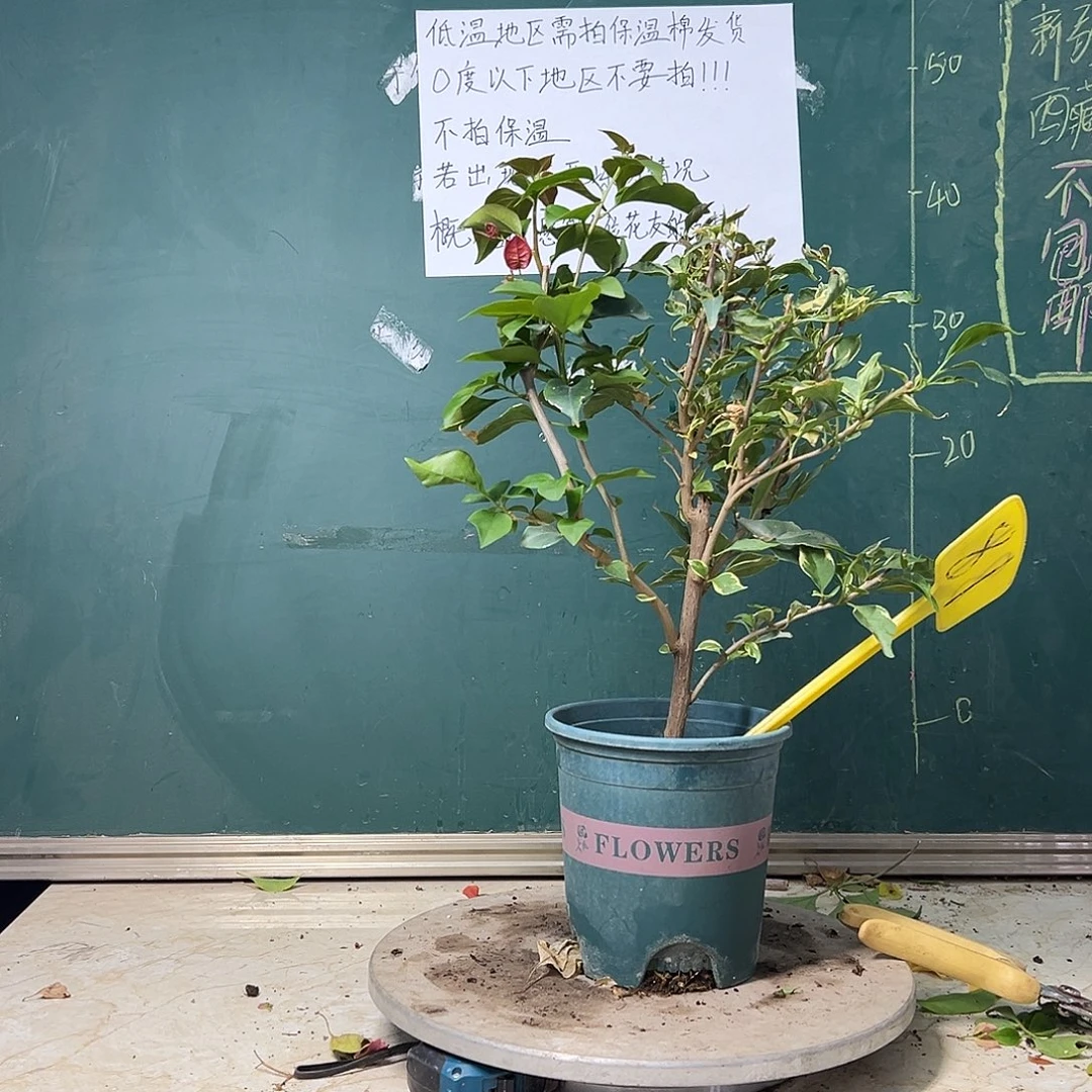 完全开放 红蝶有枝条返绿叶  81