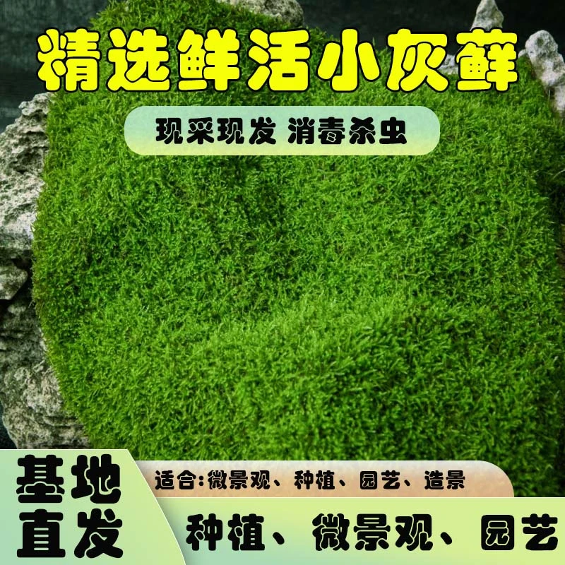 【基地直发】鲜活小灰藓可用于室内外鱼缸种植微景观园林苔藓青苔