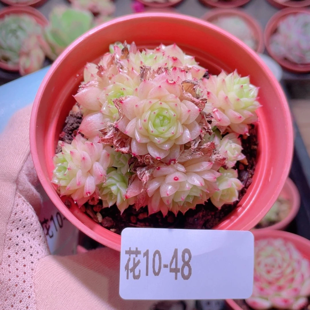 花利美10-48麦秆群