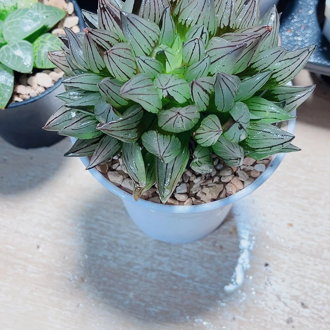 母本多头群生西瓜寿