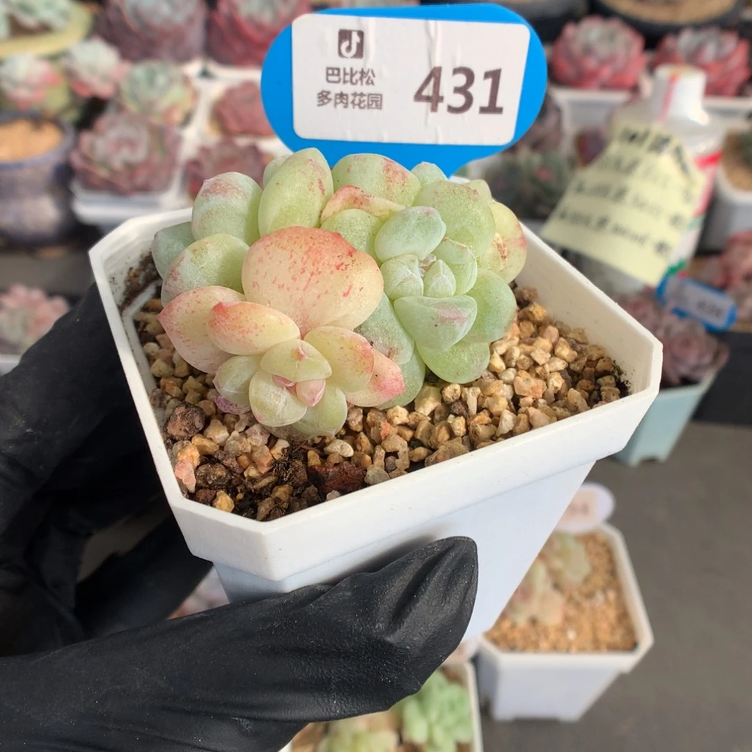 431 冰玉石化四头