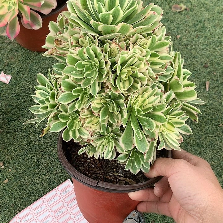 379艳凝多肉植物