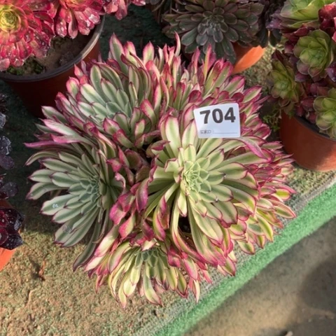 704绿色仙魔多肉，