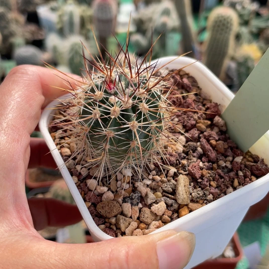 鹿角柱实生仙人球林氏幻虾