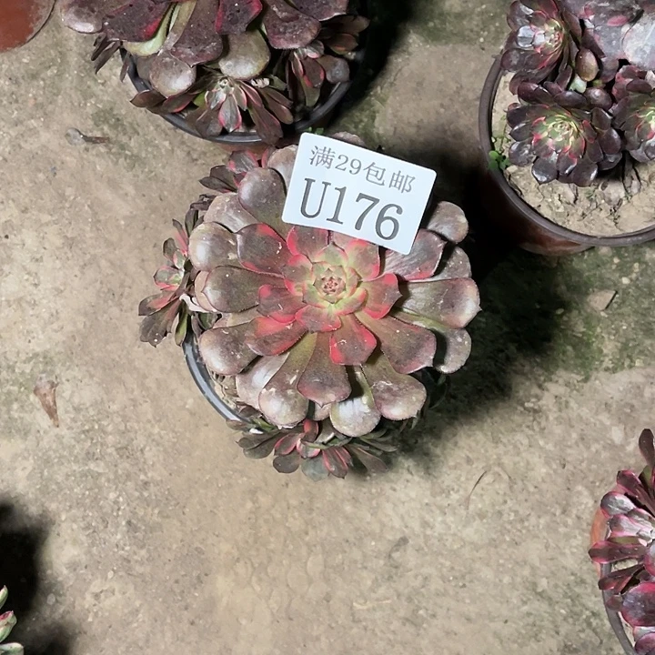 176烟花多肉植物