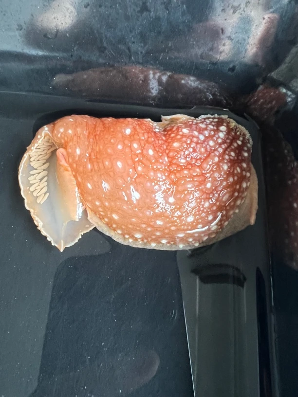 粉色海兔 可爱的海兔