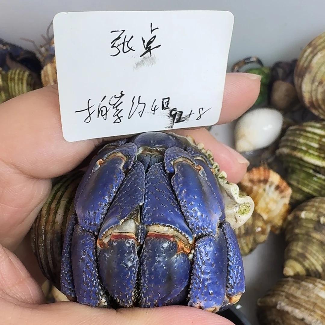 中国大陆活体售出不退不换