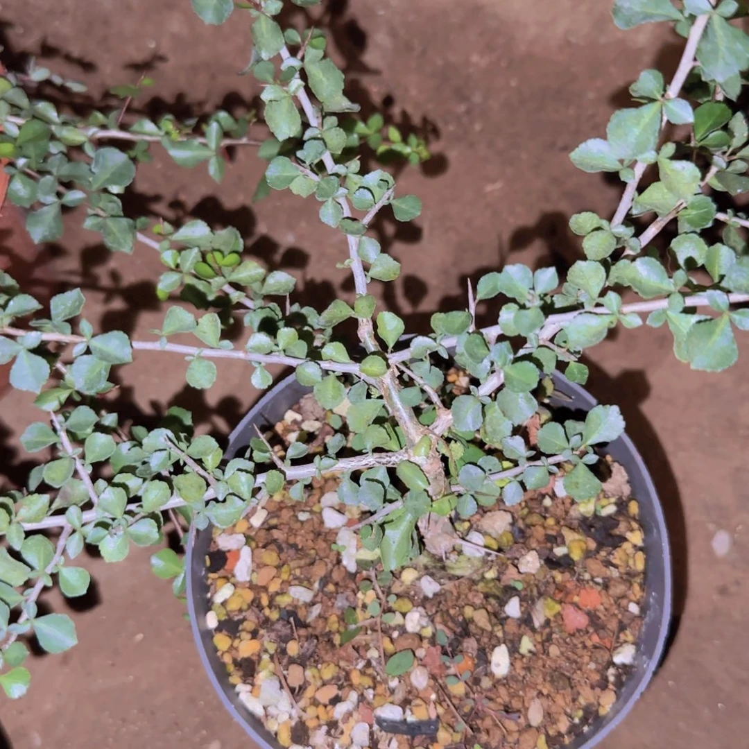 I***a块根植物块根植物