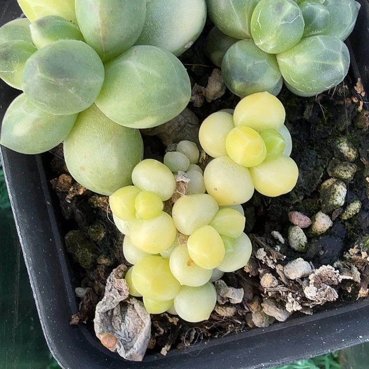 千代田锦多肉锦植物