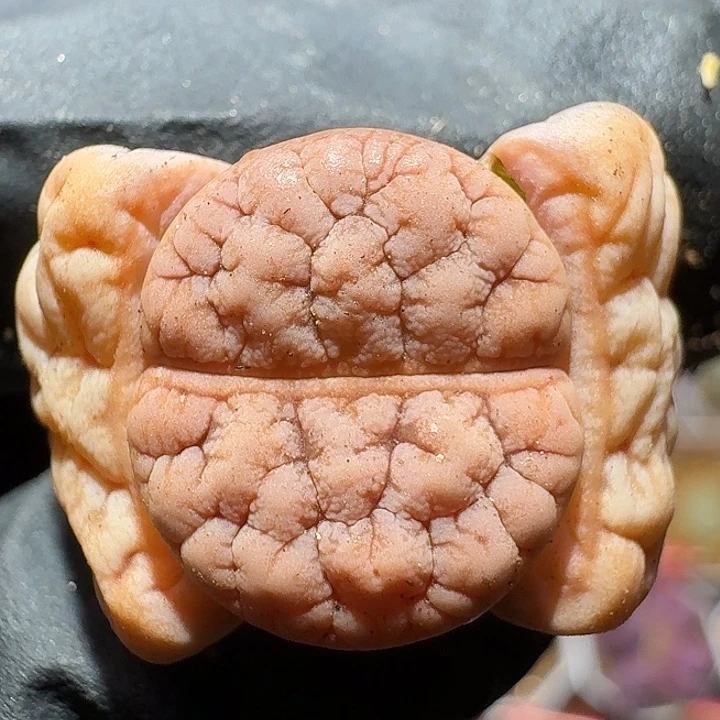 生石花111111。   255