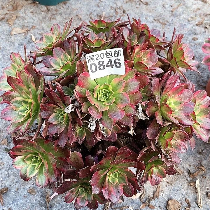 0846 一颗安娜法师