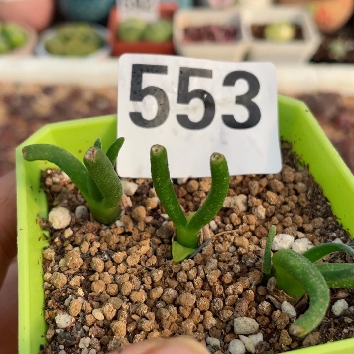 553碧光环脱土一颗