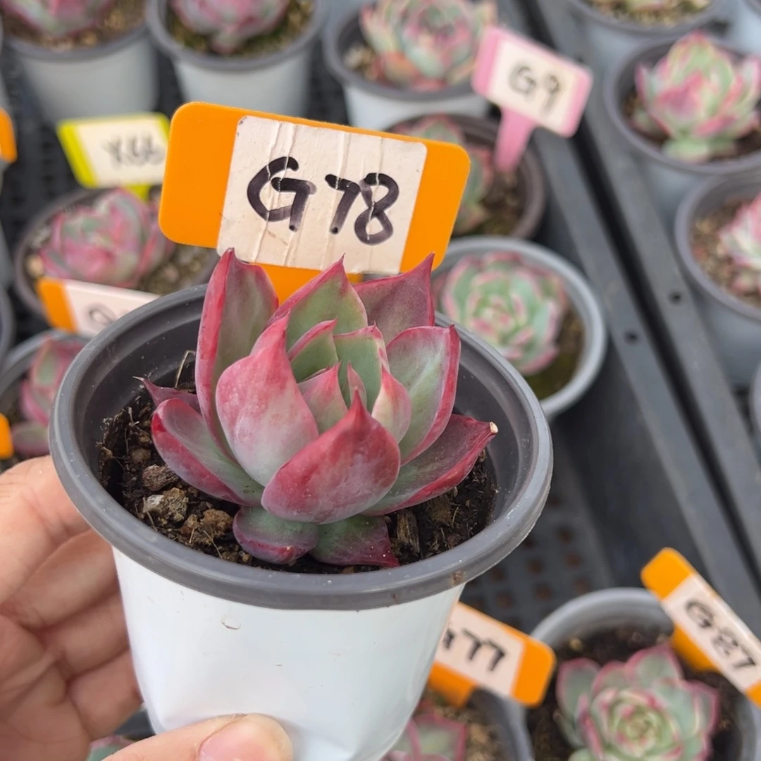 嘘*G78惊鸿单头多肉