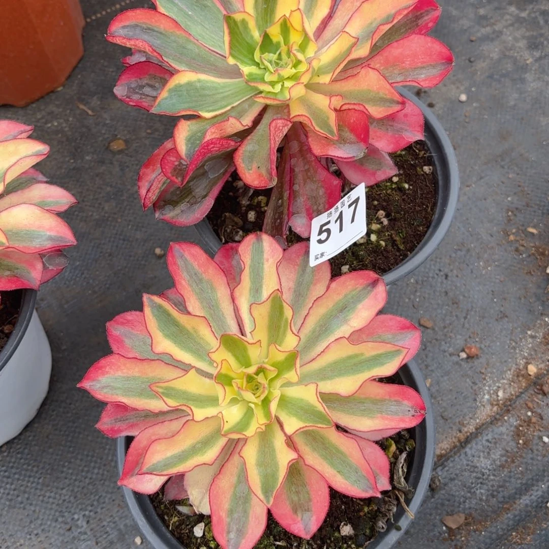 王*生123  517多肉法师