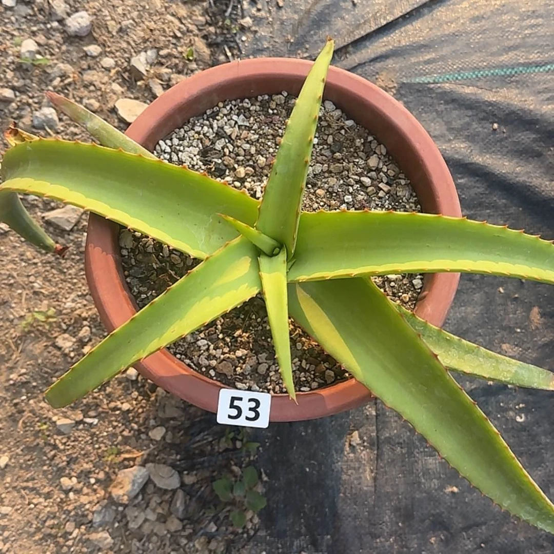 【闪购商品】a****a块根植物