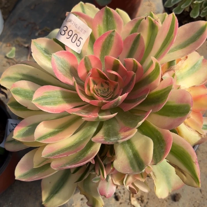 香妃多肉法师3905