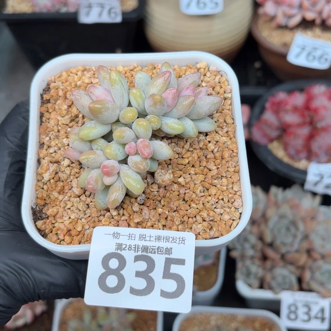 白兰地无盆土发货