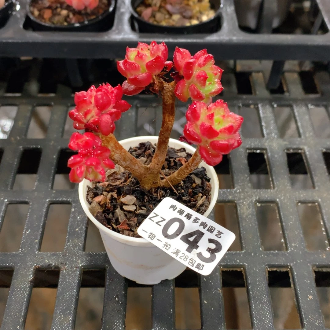 肉萌萌拇指盆精控多肉ZZ043