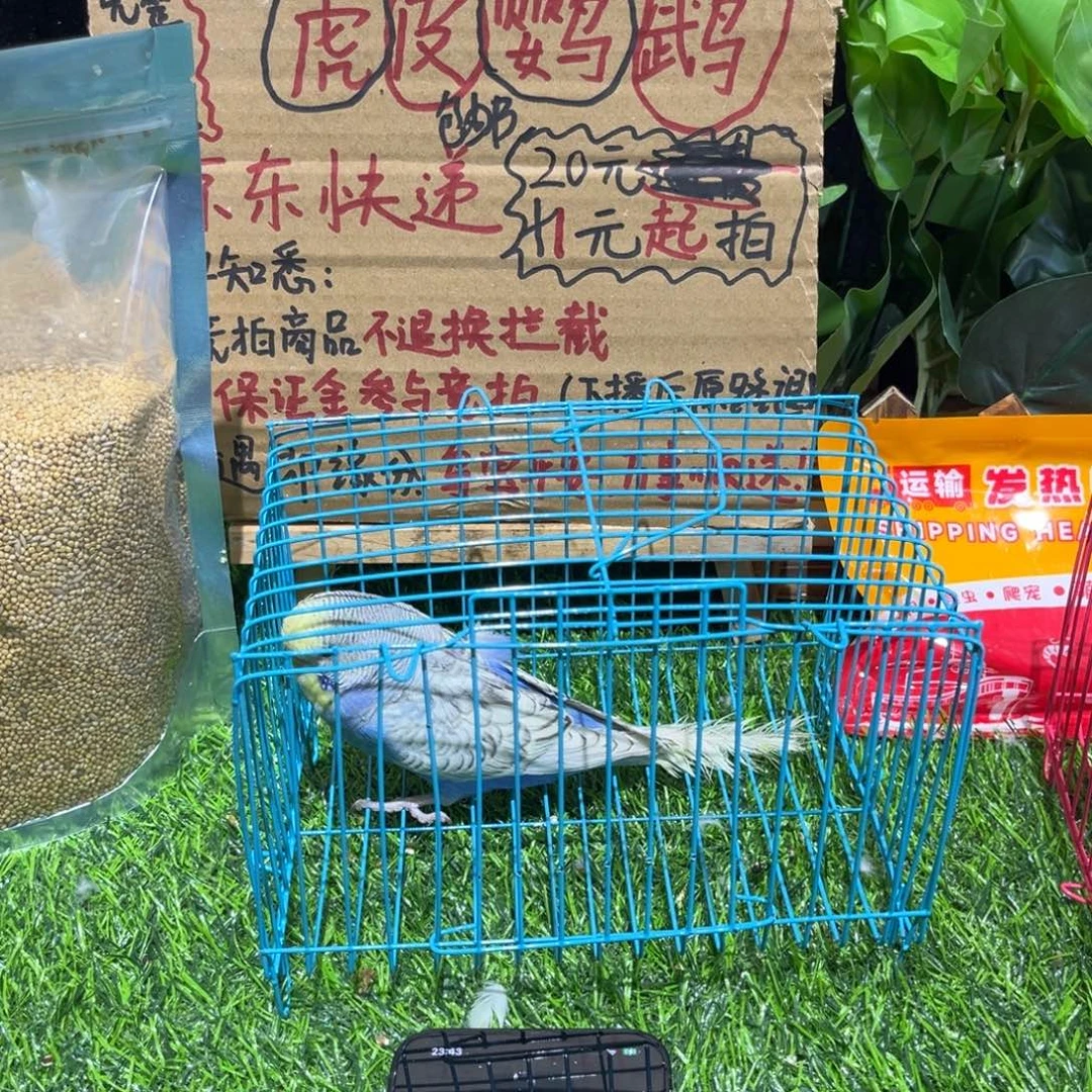 L***z虎皮鹦鹉大头虎皮鹦鹉一只，一物一拍不退不换竞拍