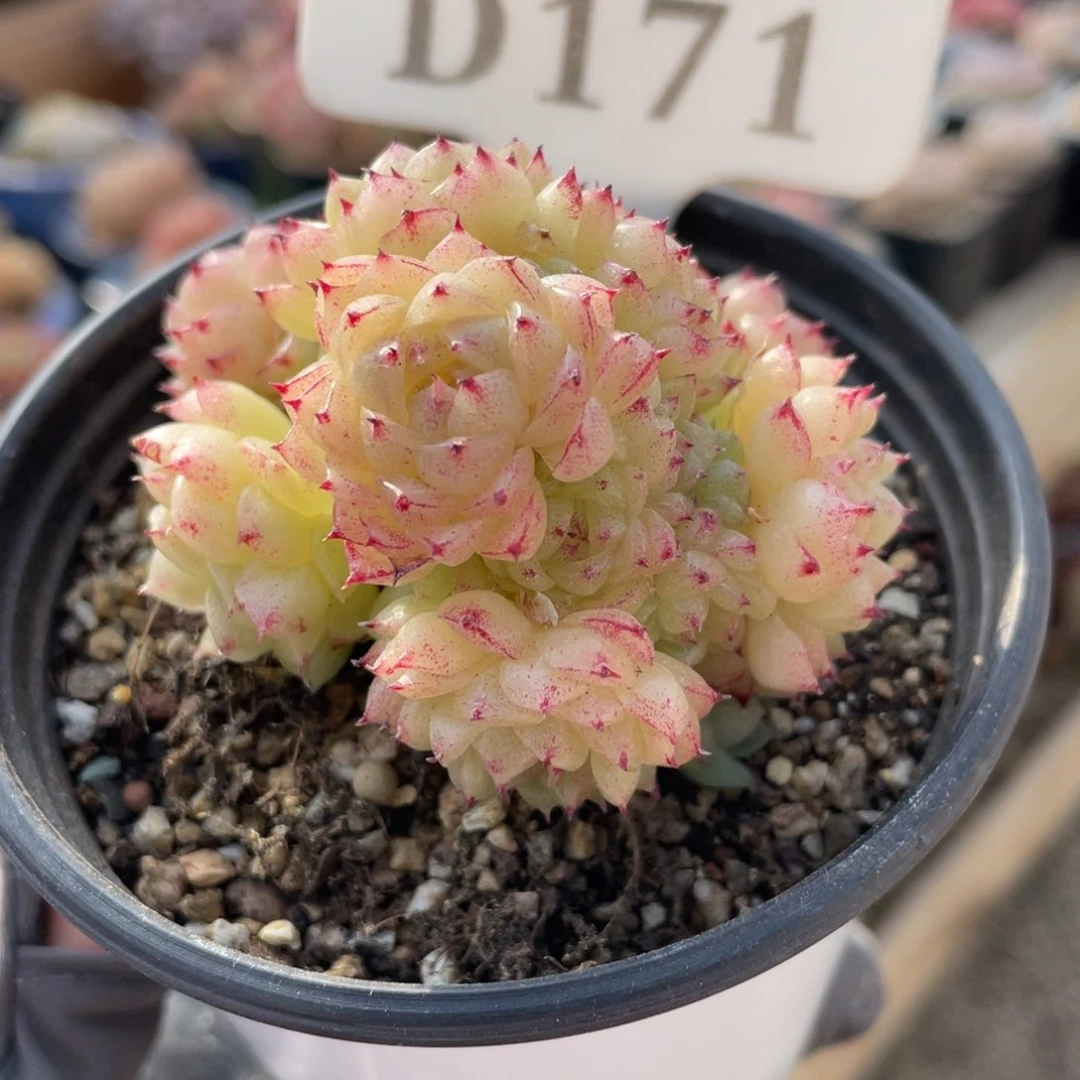 171 麦秆群 6.5厘米 不带盆