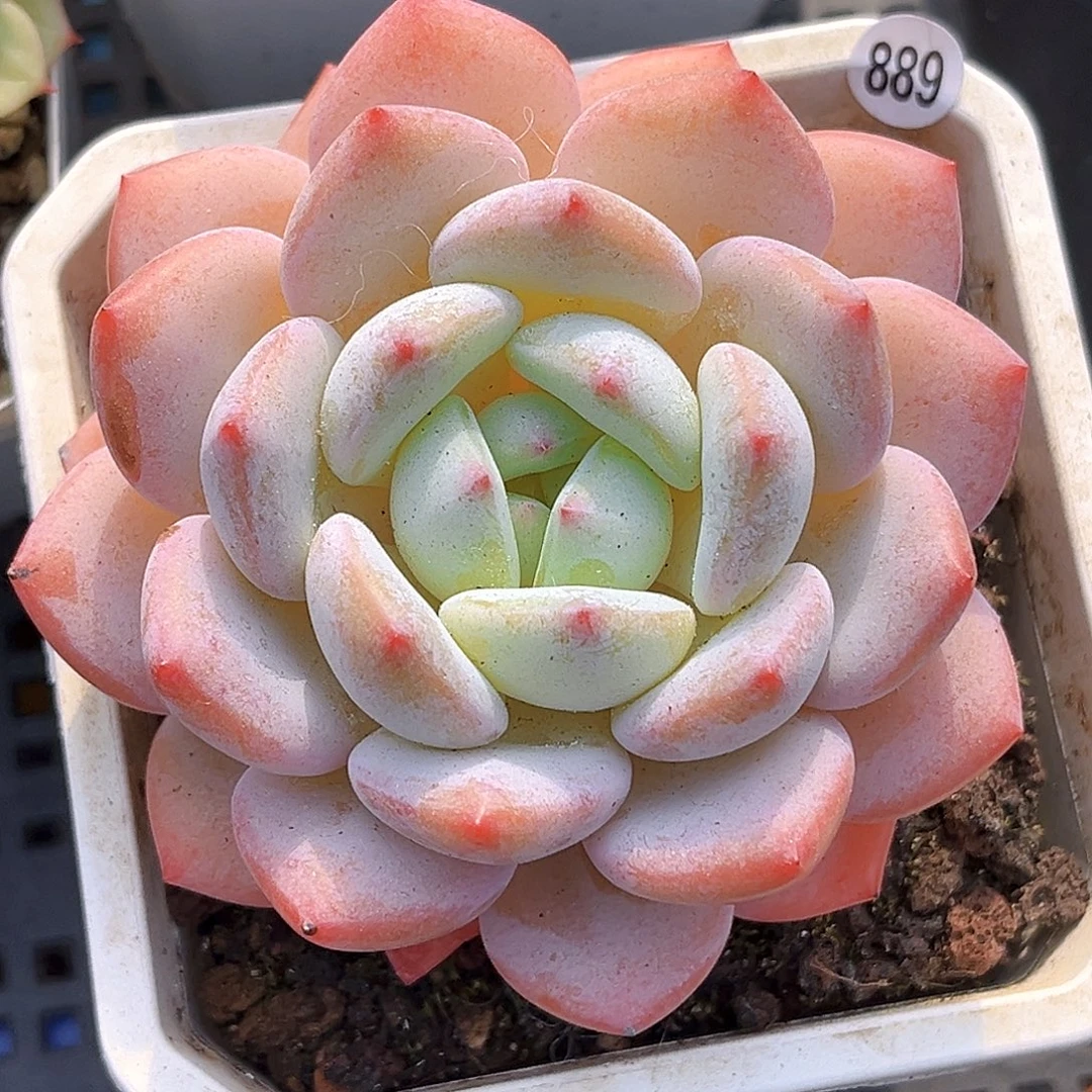 889一物一拍 瑶月仙子