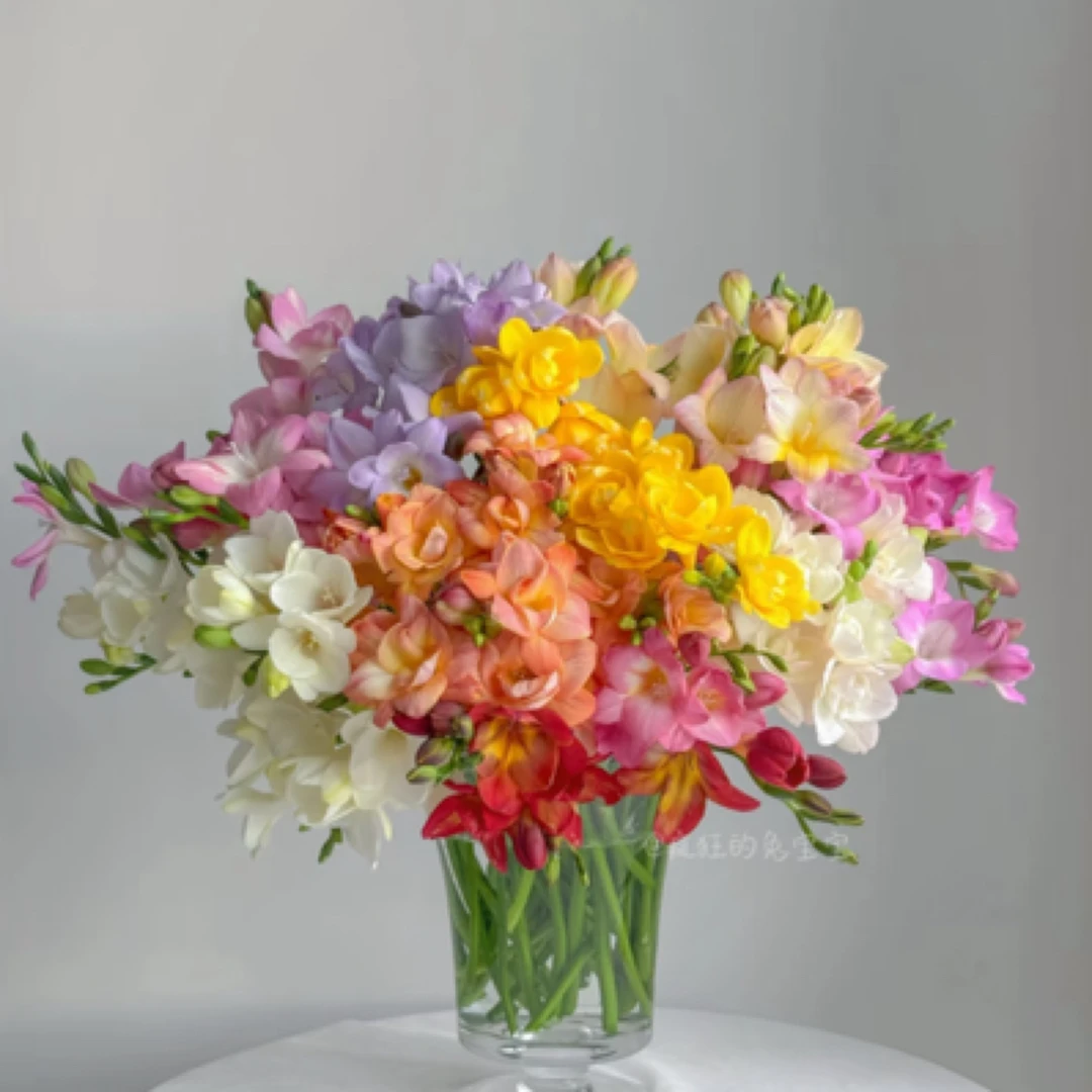 【马牌 香雪兰  全家桶】拍下包邮，偏远10元运费