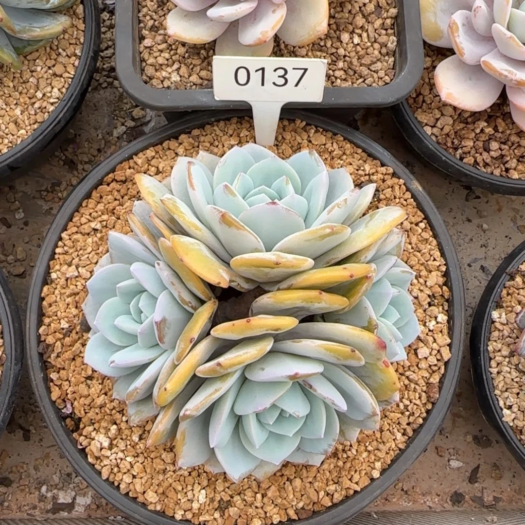 四头奶茶    0137号