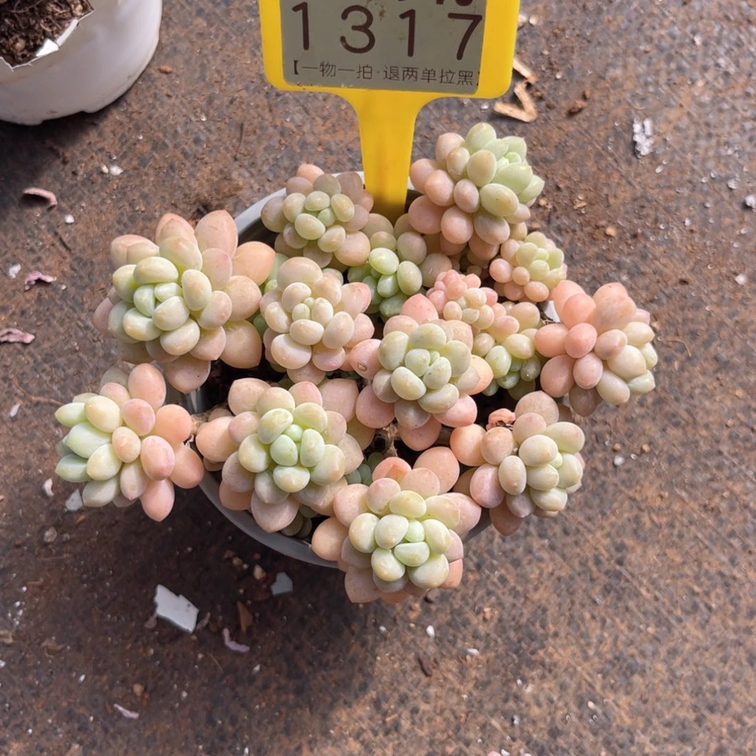 云尘多肉一物一拍1317不包整散，